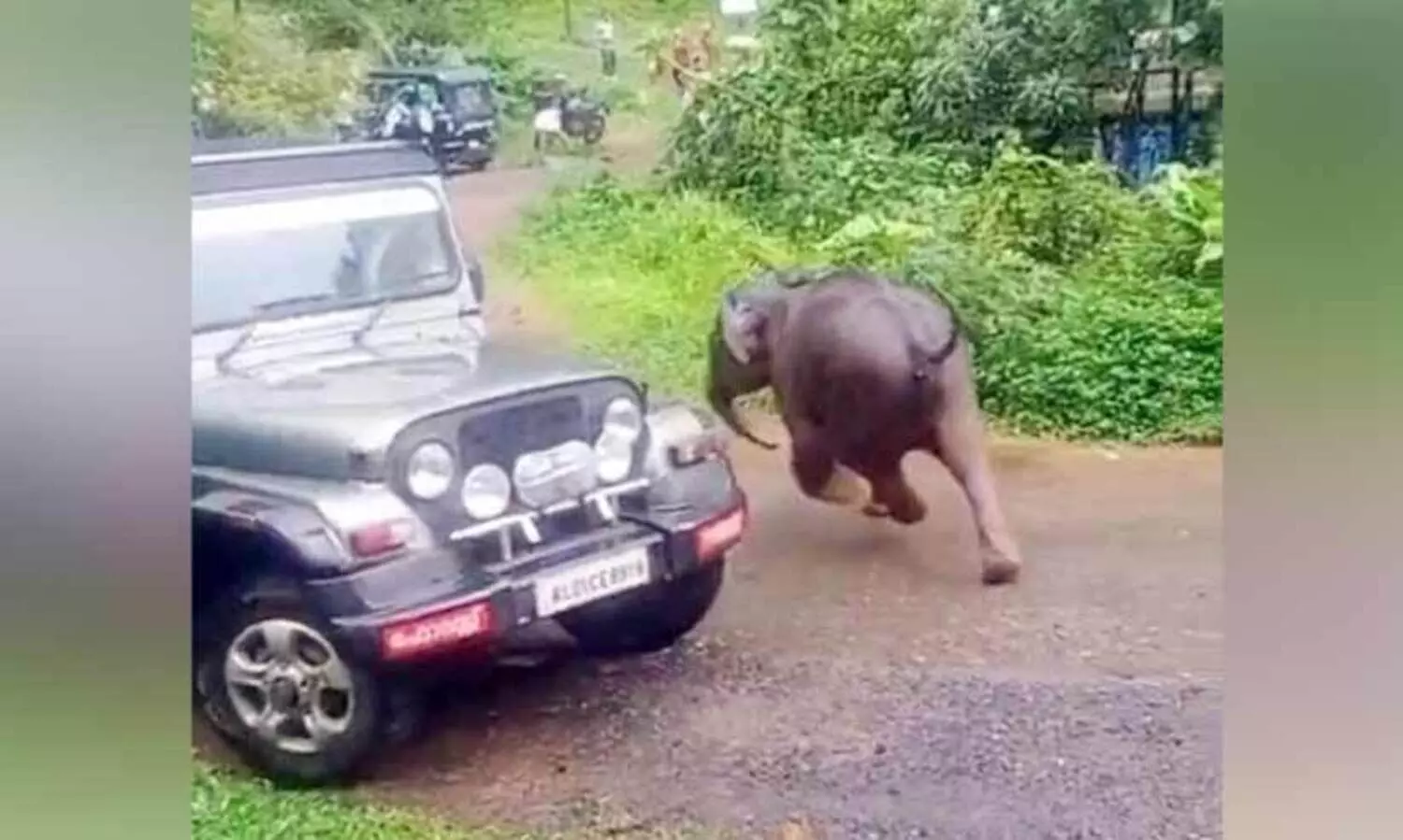 വിറപ്പിച്ച് മുങ്ങിനടന്ന കുട്ടിയാന നാട്ടുകാരുടെ ‘പിടിയിൽ’