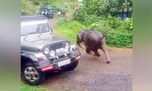 വിറപ്പിച്ച് മുങ്ങിനടന്ന കുട്ടിയാന നാട്ടുകാരുടെ ‘പിടിയിൽ’