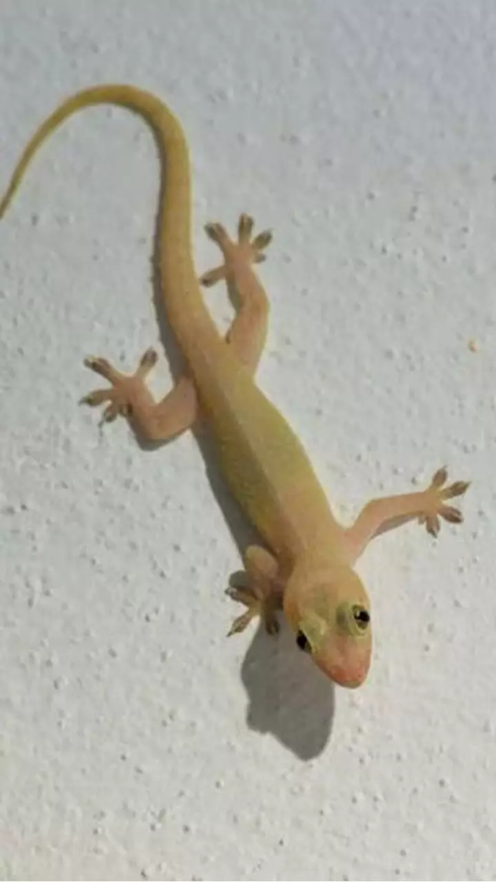 വീട്ടില്‍ പല്ലി ശല്യം രൂക്ഷമാകുന്നുണ്ടോ? ഇങ്ങനെ ചെയ്ത് നോക്കൂ...