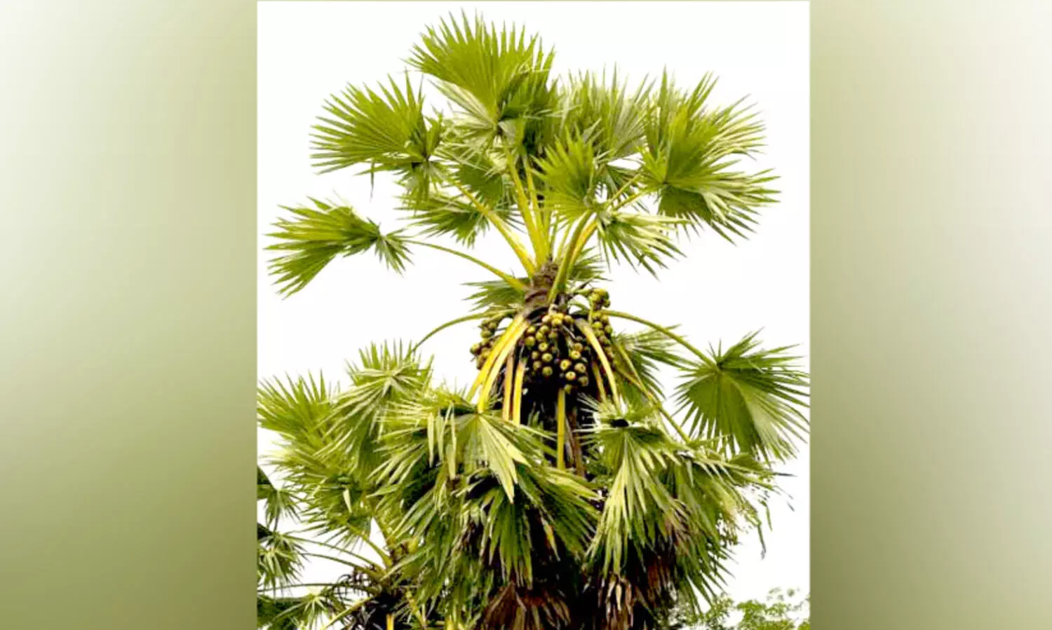 വരുമോ വീണ്ടും കരിമ്പനക്കാലം; ചെങ്കലില്‍ കുള്ളന്‍ പനകള്‍ കൃഷിയിറക്കാന്‍ ശ്രമം