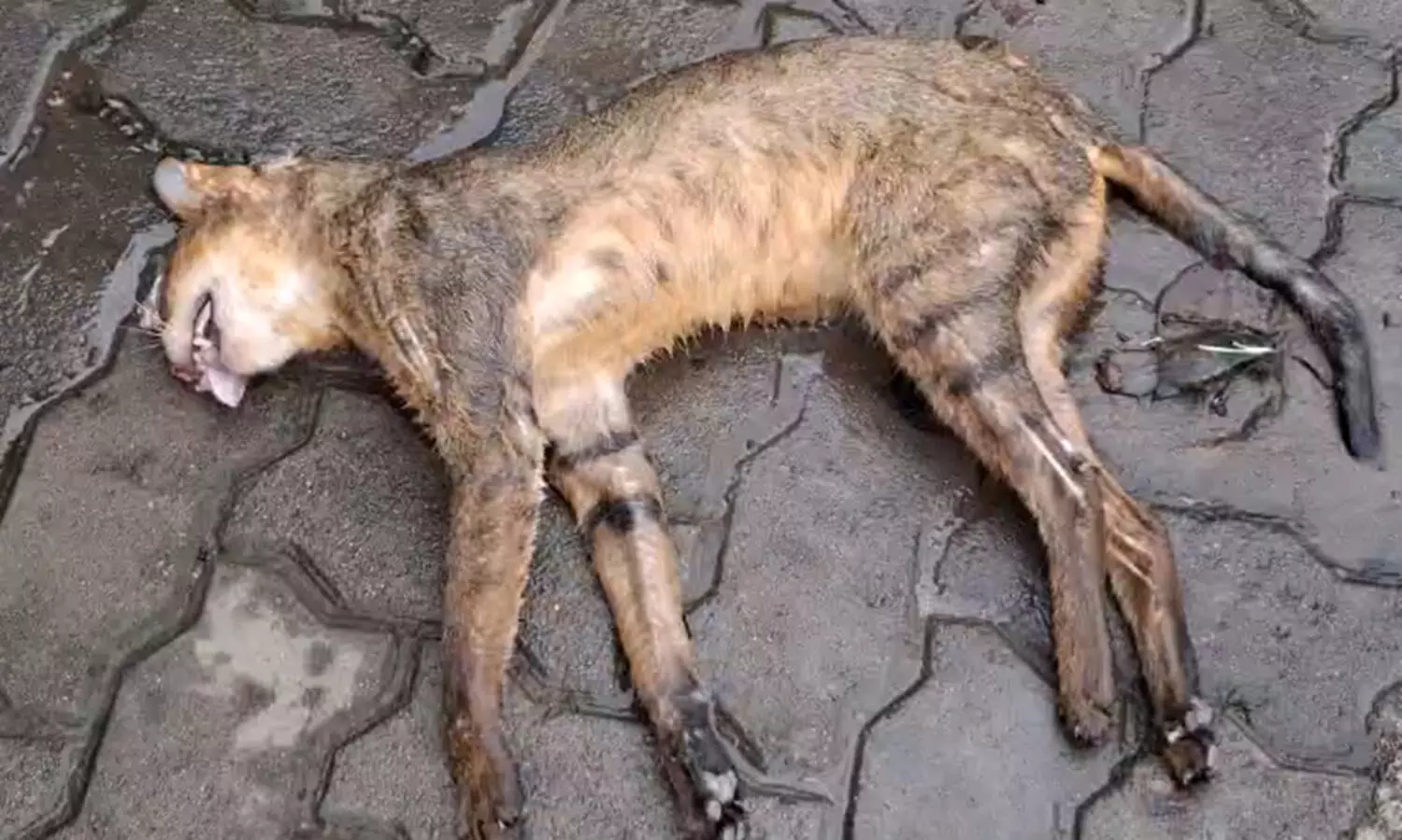 പുലിക്ക് സമാനമായ ജീവി വാഹനമിടിച്ച് ചത്ത നിലയിൽ; പൂച്ചപ്പുലിയെന്ന് നിഗമനം