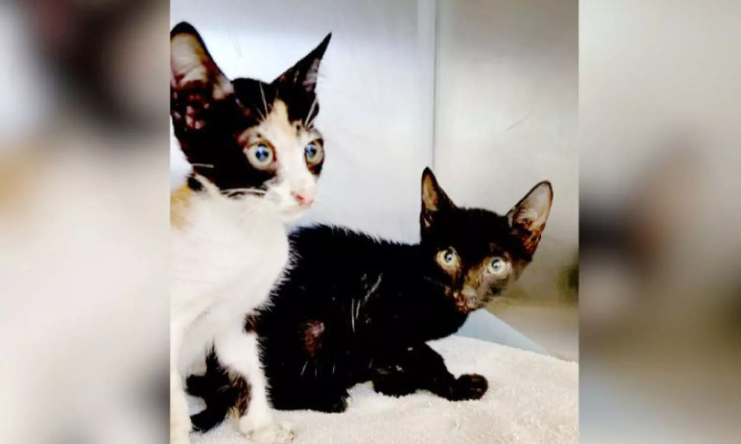 പൂ​ച്ച​യെ ചു​മ​രി​ല​ടി​ച്ച് ആ​ക്ര​മി​ച്ച കൗ​മാ​ര​ക്കാ​ര​ൻ പി​ടി​യി​ൽ