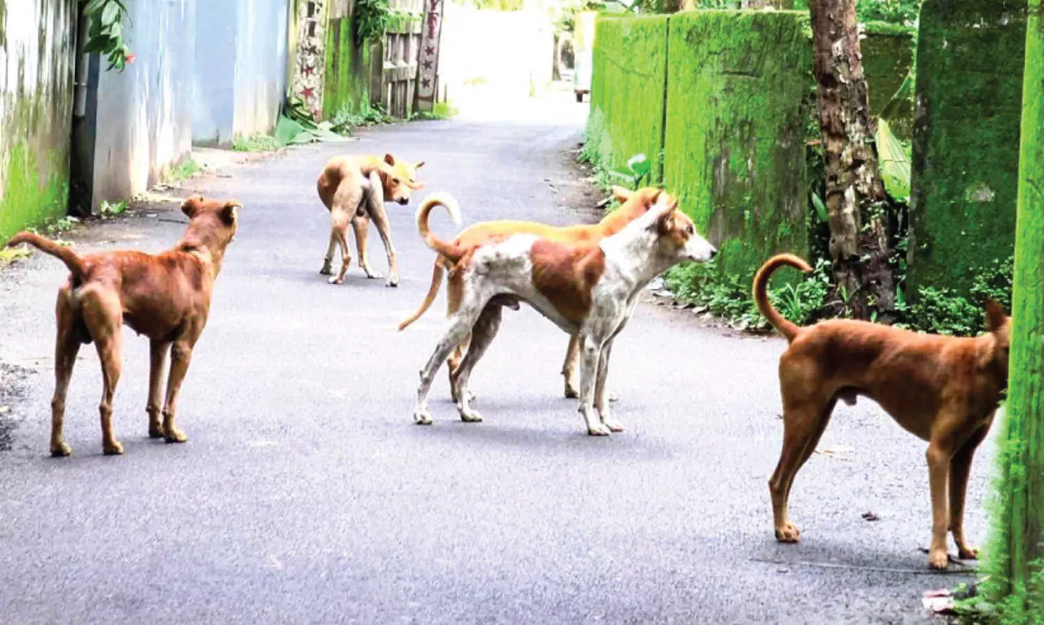 തെരുവുനായ്ക്കൾ പെരുകുന്നു; മുഖം തിരിച്ച് പൊന്നാനിയിലെ വെറ്ററിനറി വിഭാഗം
