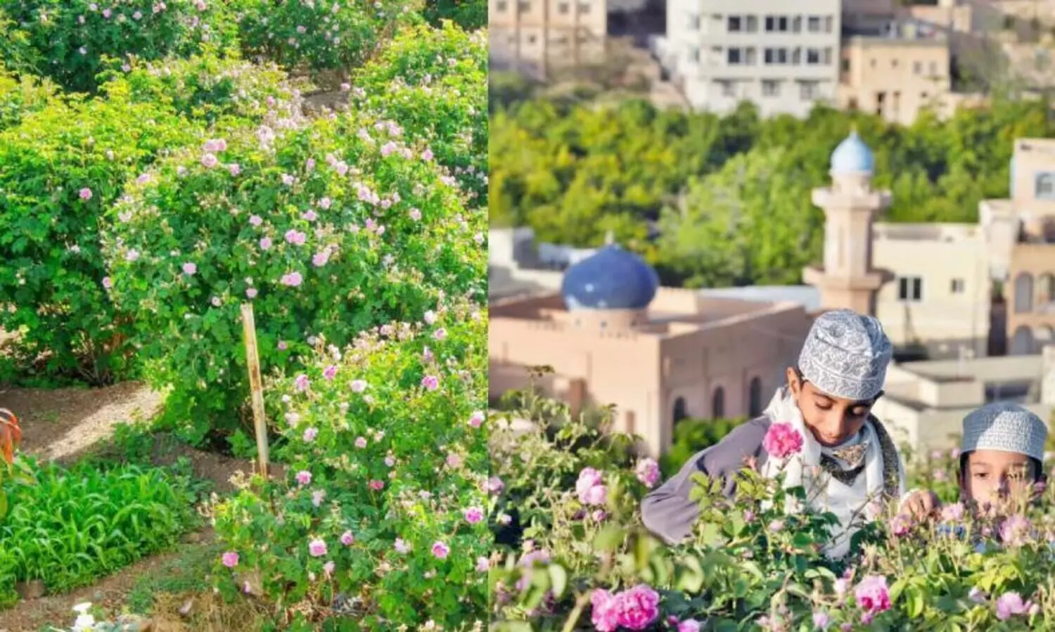 ജ​ബ​ൽ അ​ഖ്ദ​റി​ലെ റോ​സാപ്പൂക്ക​ൾ​ക്ക് ഇ​നി മി​ഴി​വേ​റും