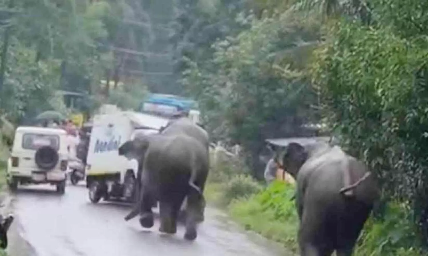 Elephants attack vehicles on road in Karuvarakund