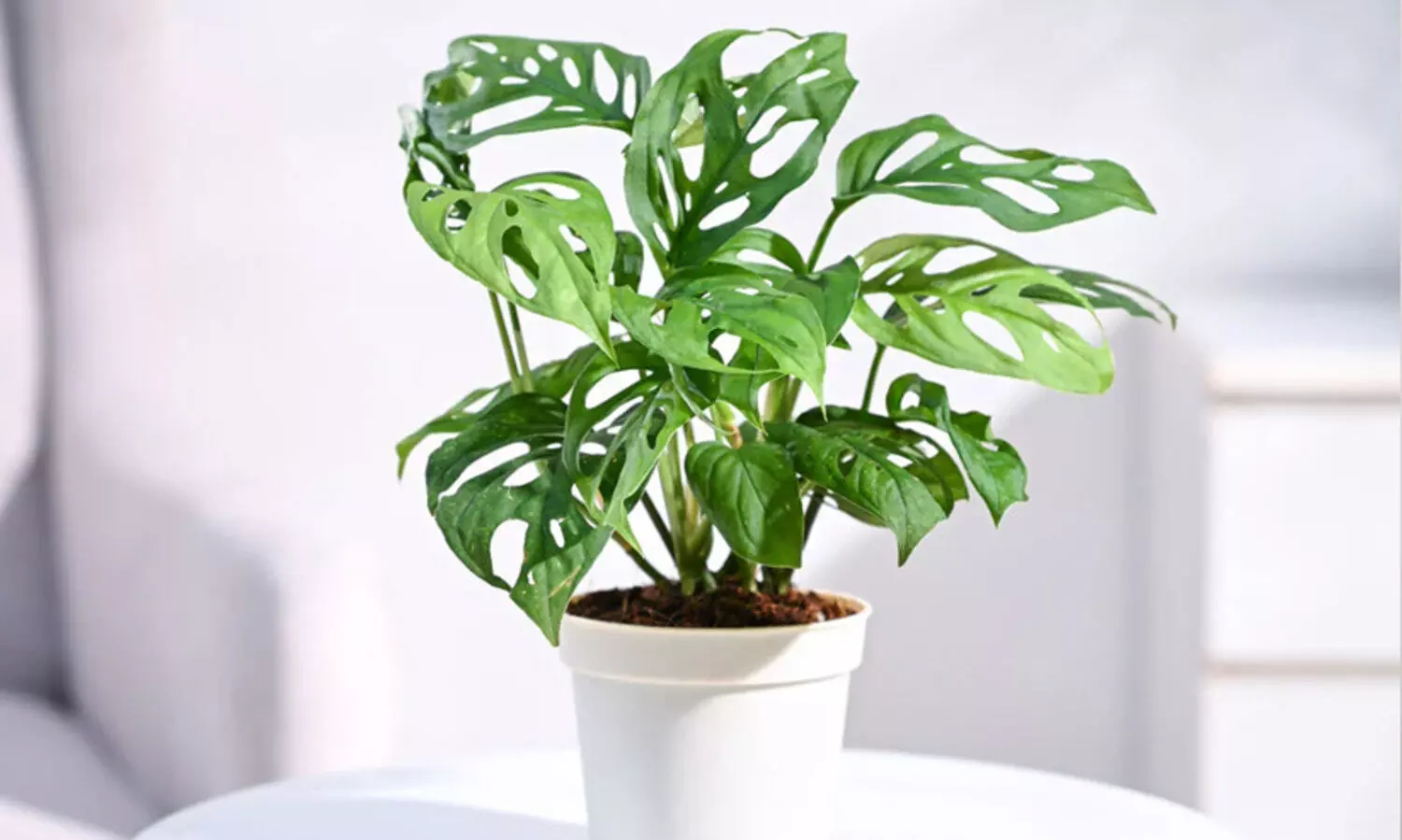 ബ്രോ​ക്ക​ൻ ഹാ​ർ​ട്ട്​ പ്ലാ​ന്‍റ്​