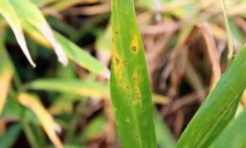 കീഴടക്കാം, ഇഞ്ചികൃഷിയിലെ പൈരിക്കുലാരിയ രോഗത്തെ