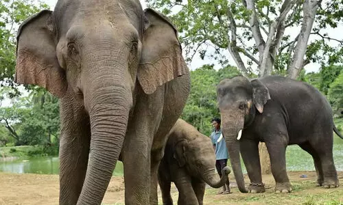 ആ​കാ​ശ സ​വാ​രി ക​ഴി​ഞ്ഞ് നാ​ല് ആ​ന​ക​ൾ ജ​പ്പാ​നി​ൽ ‘പ​റ​ന്നി​റ​ങ്ങി’