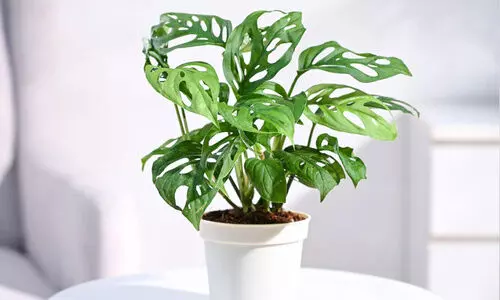 ബ്രോ​ക്ക​ൻ ഹാ​ർ​ട്ട്​ പ്ലാ​ന്‍റ്​