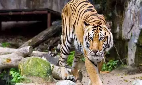 തിരുവനന്തപുരം മൃഗശാലയിൽ കടുവ ജീവനക്കാരനെ ആക്രമിച്ചു; ആക്രമണം വെള്ളം നൽകുന്നതിനിടെ