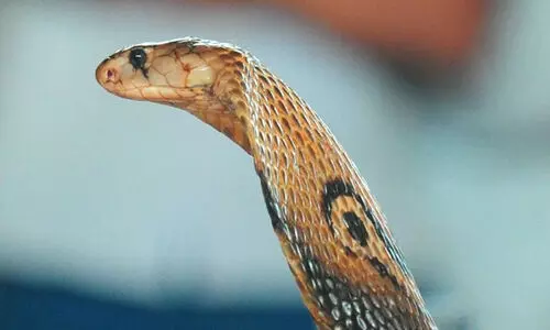 കളിച്ചുകൊണ്ടിരിക്കെ ഇഴഞ്ഞെത്തിയ മൂർഖനെയെടുത്ത് കടിച്ച് കഷ്ണമാക്കി ഒരു വയസ്സുകാരൻ