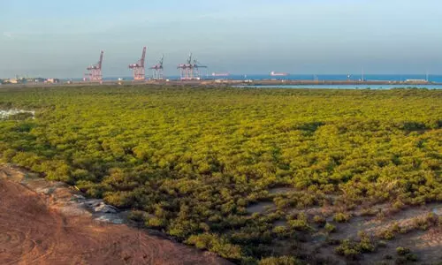 ക​ണ്ട​ൽ പ​രി​സ്ഥി​തി സം​ര​ക്ഷ​ണ​ദി​നാ​ച​ര​ണം; സൗ​ദി​യി​ൽ 170 ഹെ​ക്ട​ർ ക​ണ്ട​ൽ​ക്കാ​ടു​ക​ൾ പു​ന​രു​ജ്ജീ​വി​പ്പി​ച്ചു