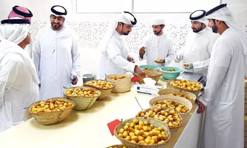 റെ​ക്കോ​ഡ്​ പ​ങ്കാ​ളി​ത്ത​ത്തോ​ടെ അ​ൽ ദൈ​ദ്​ ഈ​ത്ത​പ്പ​ഴ മേ​ള​ക്ക്​ സ​മാ​പ​നം