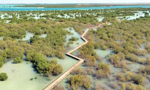 ഒ​രു കോ​ടി ക​ണ്ട​ൽ​ചെ​ടി വെ​ച്ചു​പി​ടി​പ്പി​ക്കാ​ൻ ഒ​രു​ങ്ങി യു.​എ.​ഇ