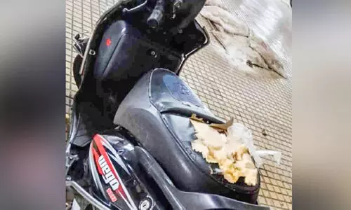 കോ​ന്നി മെ​ഡിക്കൽ കോ​ള​ജ്​ പ​രി​സ​ര​ത്ത്​ തെരുവുനായ്​ വിളയാട്ടം