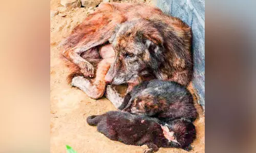 സങ്കടക്കാഴ്ചയായി അമ്മ സ്​നേഹം; ച​ത്ത കു​ട്ടി​യു​ടെ അ​രി​കി​ൽ​നി​ന്നു മാ​റാ​തെ നായ