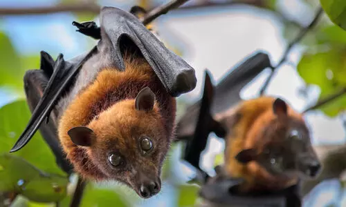 വവ്വാലുകളെ കൊന്ന് കോഴിയിറച്ചിയാണെന്ന് പറഞ്ഞ് വിറ്റു; രണ്ടുപേർ അറസ്റ്റിൽ