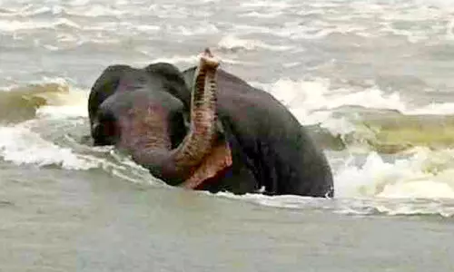 അതിരപ്പിള്ളിയിൽ കാട്ടാന ഒഴുക്കിൽപെട്ടു