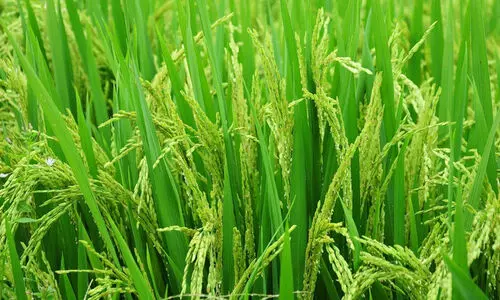 4 മാ​സം, 23.88 കോ​ടി​യു​ടെ കൃ​ഷി​നാ​ശം