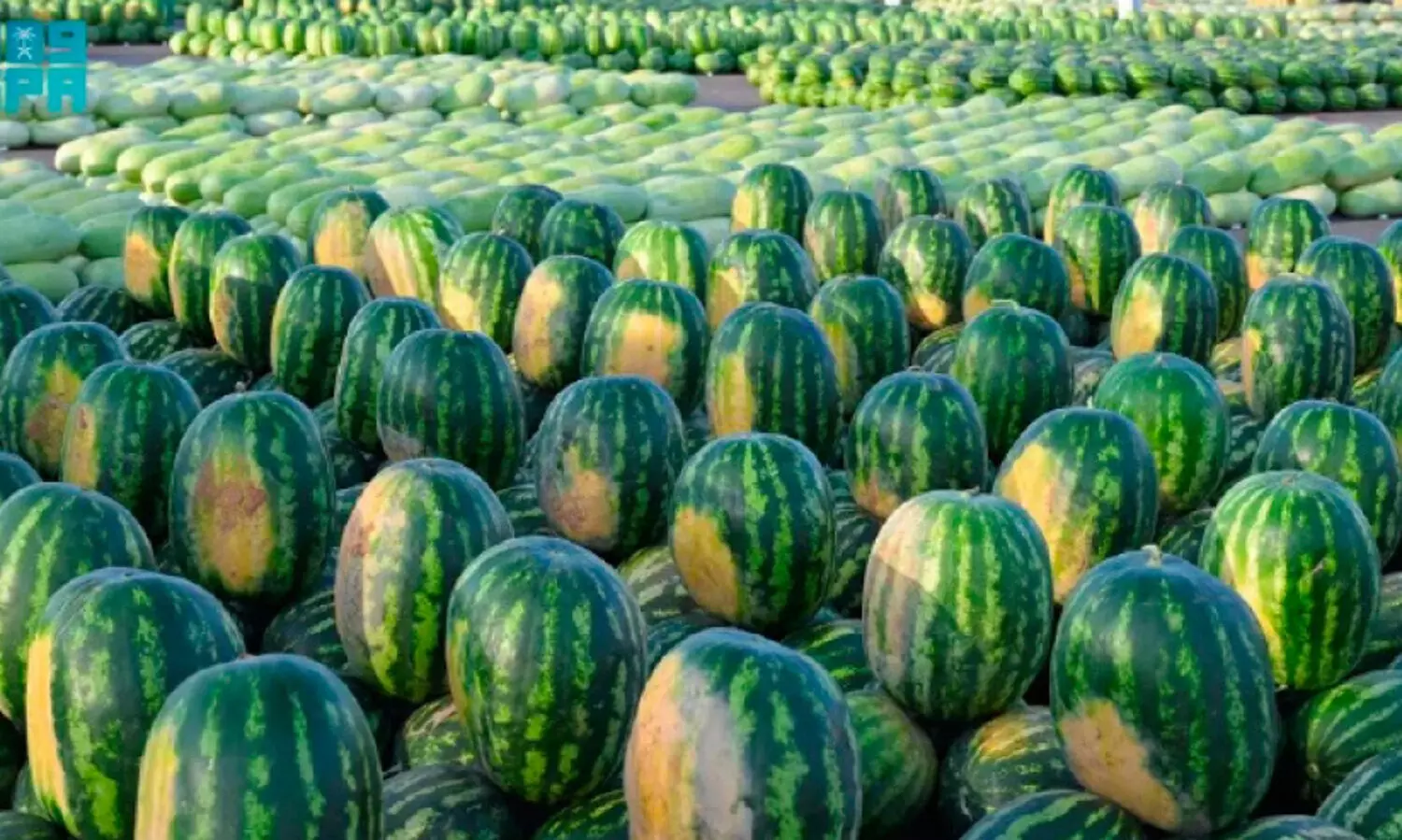 സൗ​ദി​യി​ൽ ത​ണ്ണി​മ​ത്ത​ൻ ഉ​ൽപാ​ദ​നം 6,10,000 ട​ൺ ക​വി​ഞ്ഞു