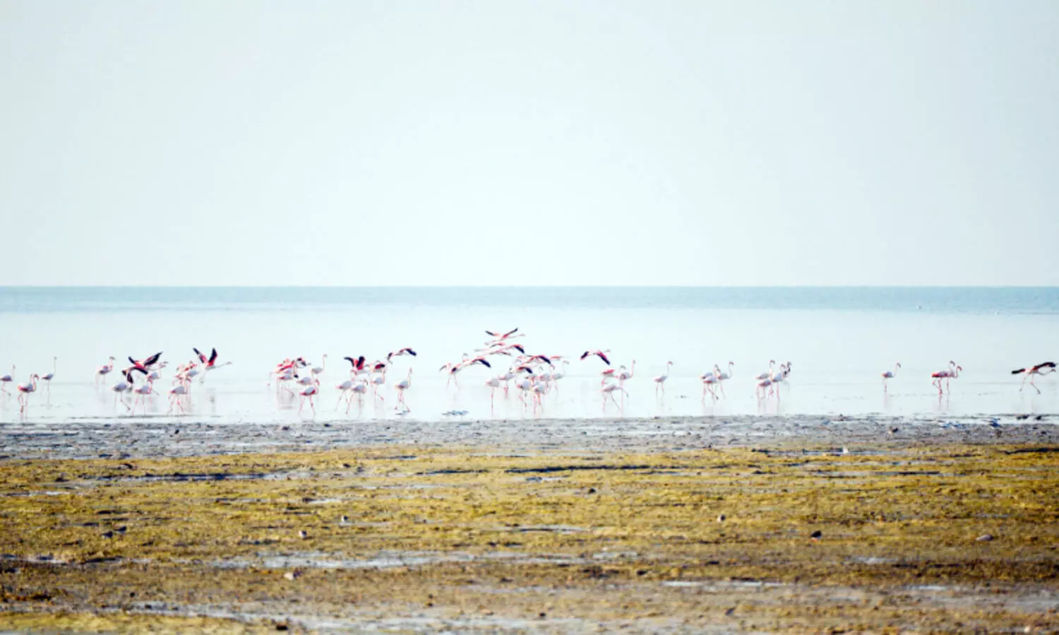 ‘റാം​സ​ർ’ തി​ള​ക്ക​ത്തി​ൽ അ​ൽ വു​സ്ത ത​ണ്ണീ​ർ​ത്ത​ടം