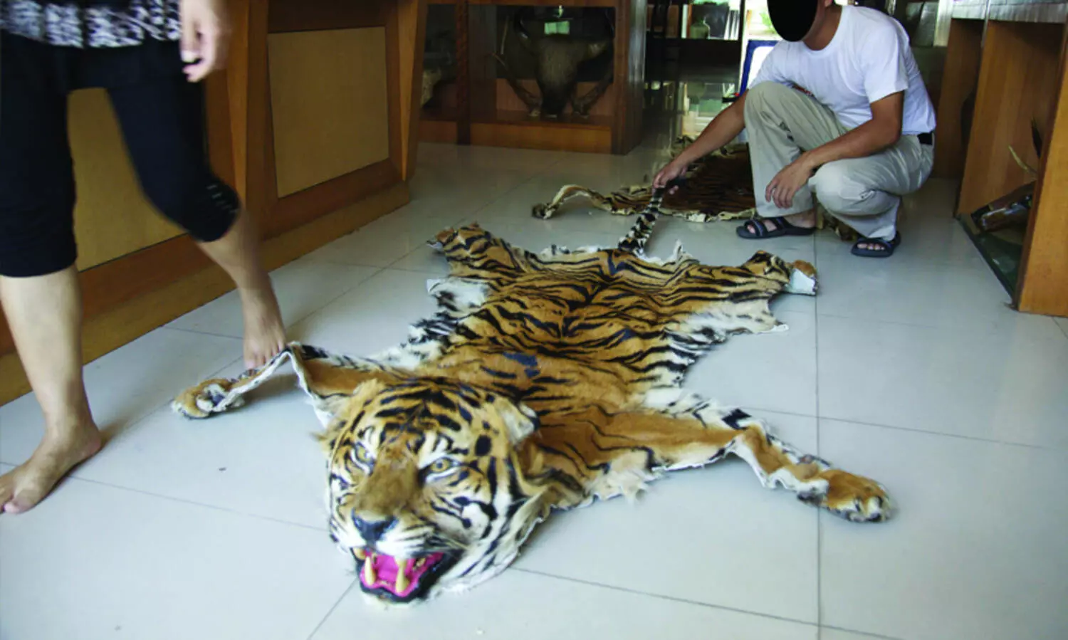 കടുവയുടെ പല്ലും നഖവും പുലിപ്പല്ലും ആന​ക്കൊമ്പും തുടങ്ങി കോടികളുടെ വന്യജീവി ഉൽപന്നങ്ങൾ; മ്യാൻമറിലെ അധോലാക സംഘത്തിലെത്തുന്നത് ഇന്ത്യയിൽ നിന്ന്