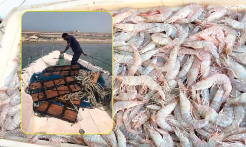 ചെ​മ്മീ​ൻ​പി​ടി​ത്ത നി​രോ​ധ​നം; ആ​ഗ​സ്റ്റ് ഒ​ന്നി​ന് അ​വ​സാ​നി​ക്കും