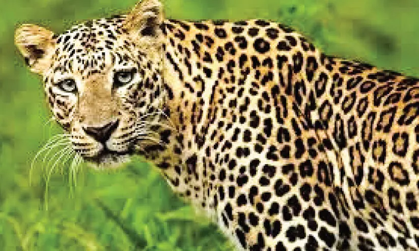 കാരക്കുന്നിൽ വീണ്ടും പുലി; ആശങ്ക മാറാതെ നാട്ടുകാർ