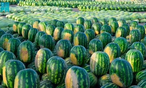 സൗ​ദി​യി​ൽ ത​ണ്ണി​മ​ത്ത​ൻ ഉ​ൽപാ​ദ​നം 6,10,000 ട​ൺ ക​വി​ഞ്ഞു