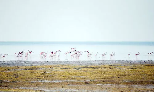 ‘റാം​സ​ർ’ തി​ള​ക്ക​ത്തി​ൽ അ​ൽ വു​സ്ത ത​ണ്ണീ​ർ​ത്ത​ടം