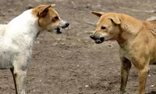 തെരുവുനായുടെ കടിയേറ്റ് ആറുപേർക്ക് പരിക്ക്