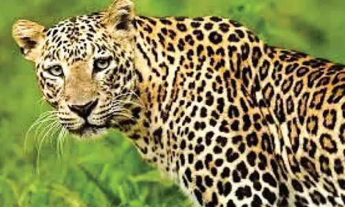 കാരക്കുന്നിൽ വീണ്ടും പുലി; ആശങ്ക മാറാതെ നാട്ടുകാർ