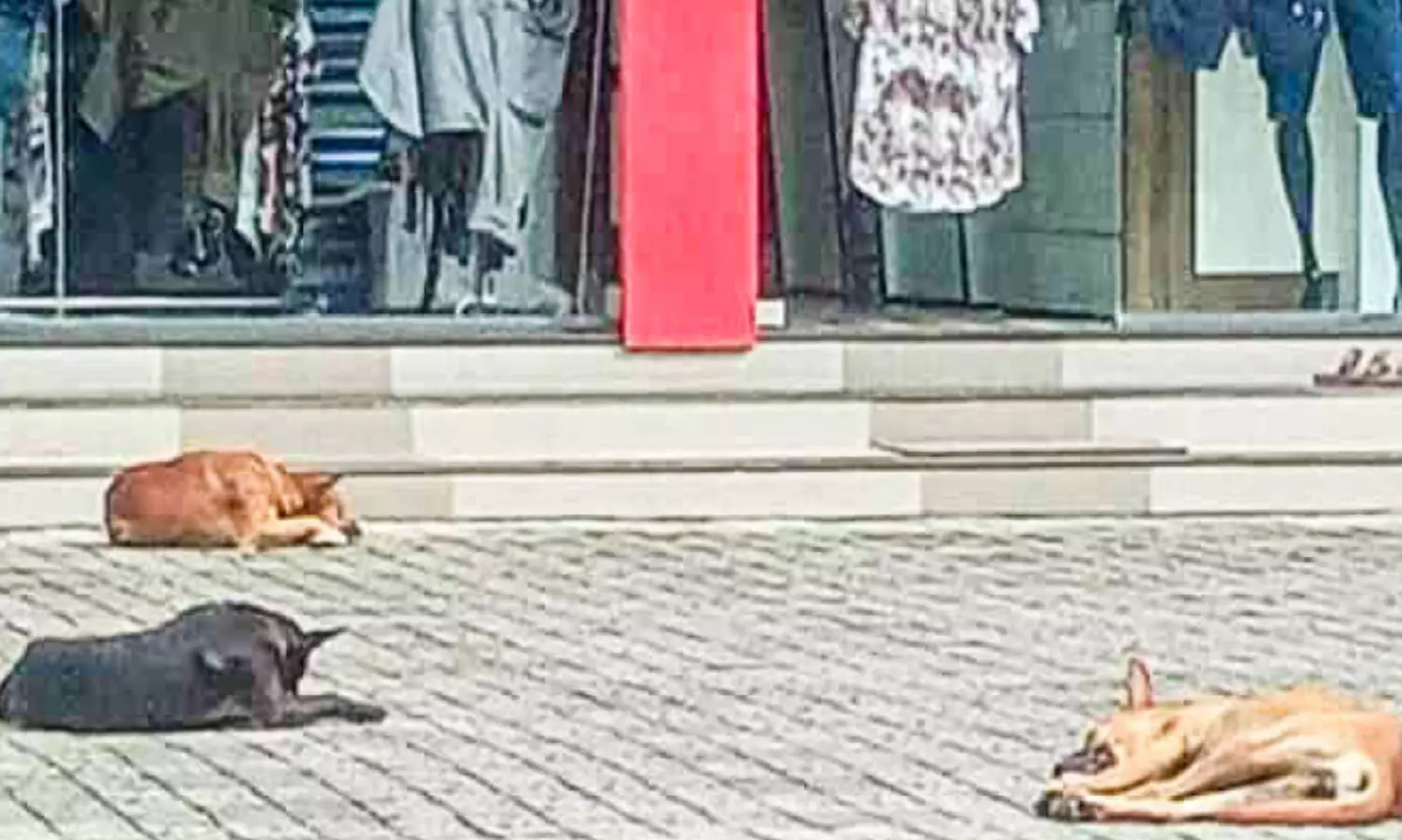 ശ്രീമൂലനഗരം മേഖലയിൽ തെരുവുനായ്​ ശല്യം രൂക്ഷം