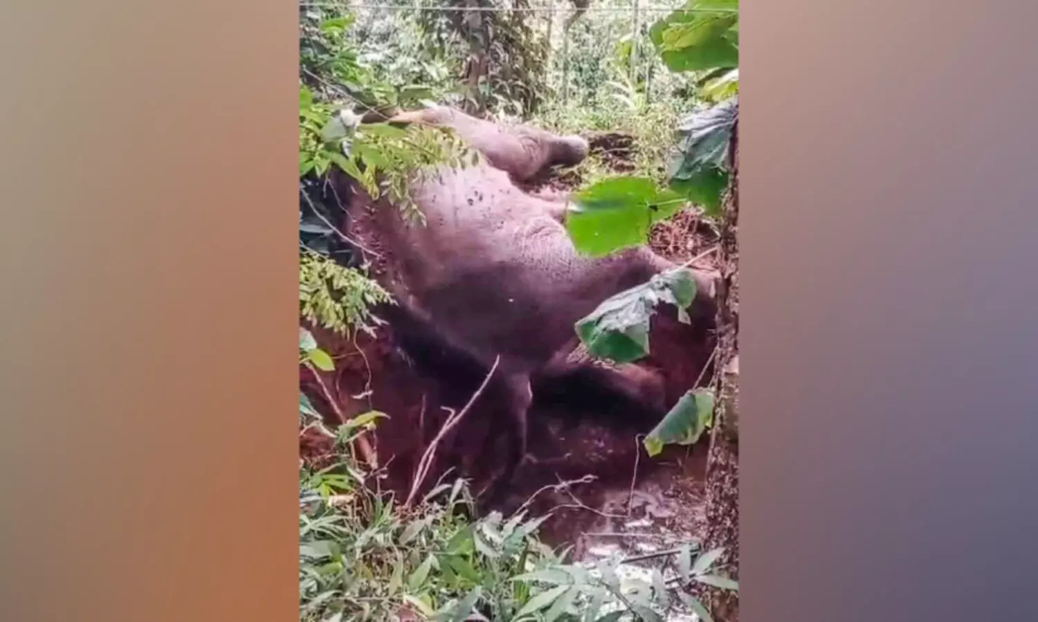 തുമ്പിപ്പാറയിൽ കുട്ടിക്കൊമ്പൻ പടുതക്കുളത്തിൽ വീണു