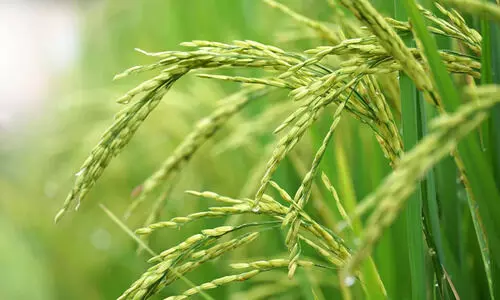 ദു​ര​ന്ത മേ​ഖ​ല​യി​ലെ ക​ര്‍ഷ​ക​ര്‍ക്ക് ക​രു​ത​ലാ​യി കൃ​ഷിവ​കു​പ്പ്