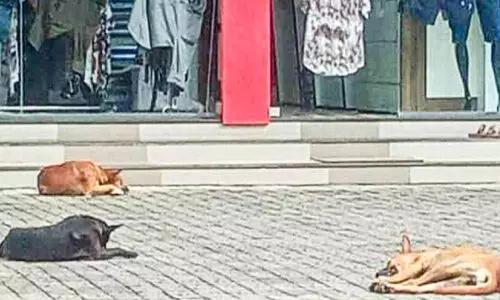 ശ്രീമൂലനഗരം മേഖലയിൽ തെരുവുനായ്​ ശല്യം രൂക്ഷം