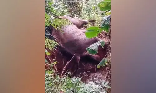 തുമ്പിപ്പാറയിൽ കുട്ടിക്കൊമ്പൻ പടുതക്കുളത്തിൽ വീണു തുമ്പിപ്പാറയിൽ കുട്ടിക്കൊമ്പൻ പടുതക്കുളത്തിൽ വീണു