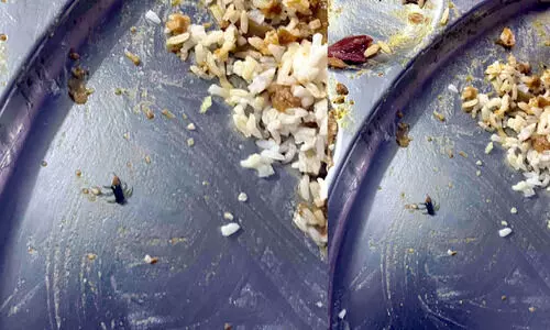 എൻജിനീയറിങ് കോളജിലെ ഭക്ഷണത്തിൽ പഴുതാര