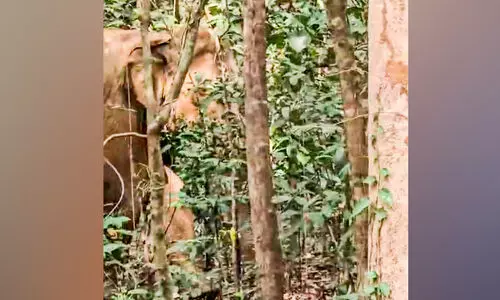 കാടിറങ്ങി കാട്ടാനകൾ; ഭയത്തോടെ സ്കൂളും ഗ്രാമവും കാടിറങ്ങി കാട്ടാനകൾ; ഭയത്തോടെ സ്കൂളും ഗ്രാമവും