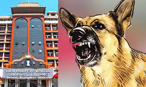 തെരുവുനായ്ക്കളെ​ ദയാവധം നടത്താനുള്ള തീരുമാനം നടപ്പാക്കുന്നത്​ നീട്ടിവെക്കണം - ഹൈകോടതി