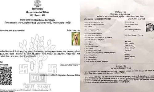 Fake pet application