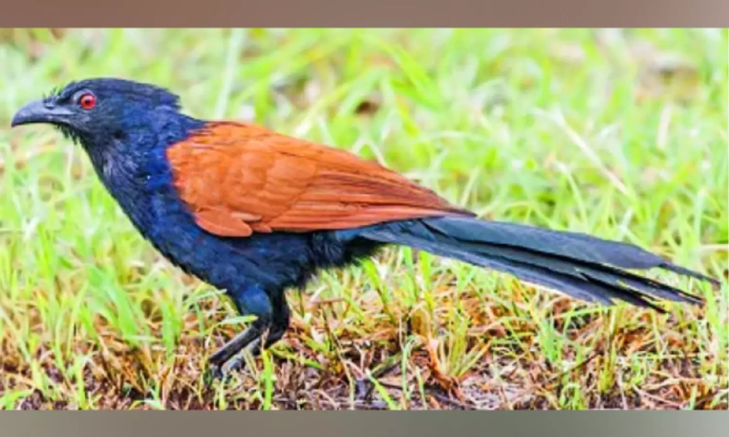 സംസ്ഥാനത്ത്​ ചെമ്പോത്തുകൾ കുറയുന്നു