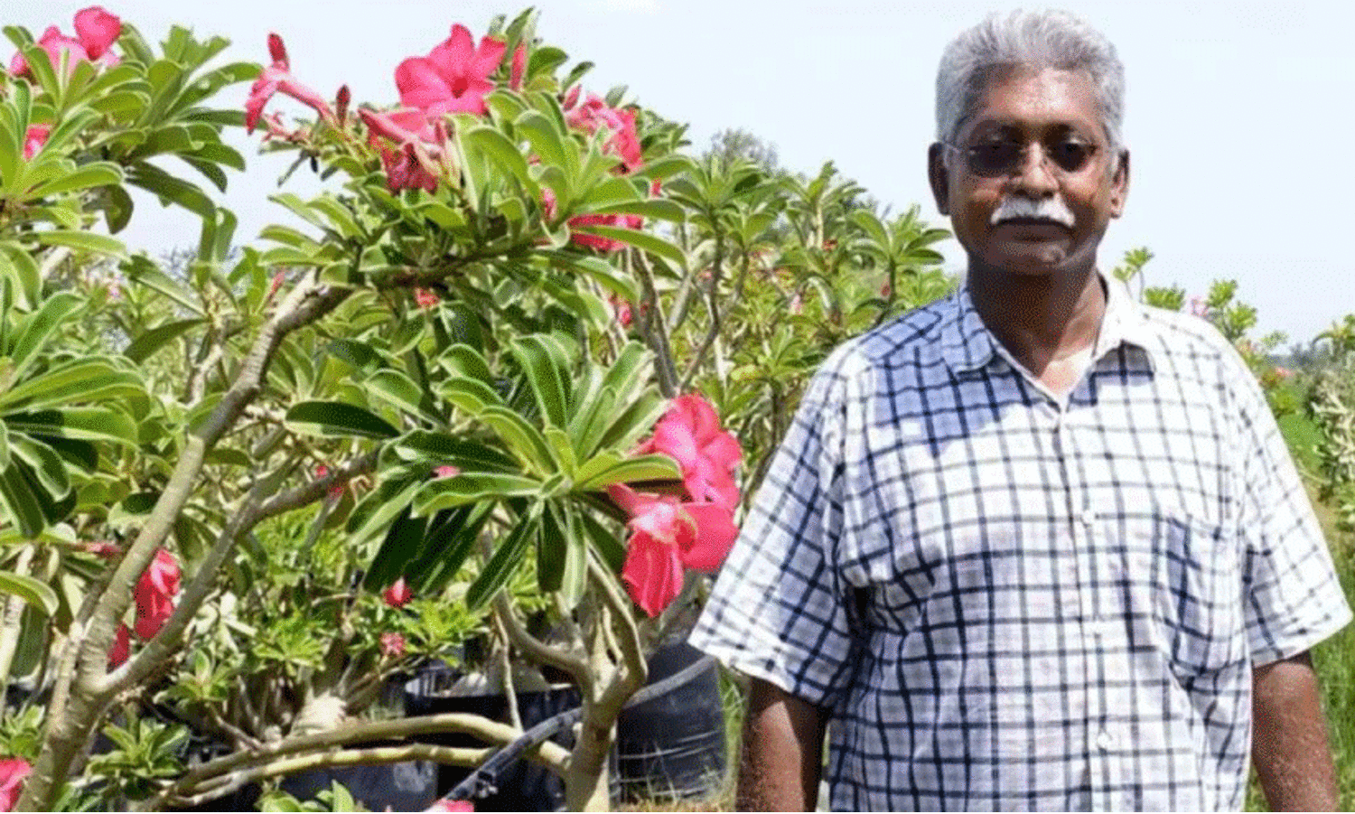 ‘ഒരു വർഷം ദുബൈയിലേക്ക് മാത്രം ഒരു ലക്ഷം ഡെസർട്ട് റോസുകൾ കയറ്റുമതി ചെയ്തു’ -പരിചയപ്പെടാം, വിശ്രമമില്ലാതെ കൃഷിയിടത്തിൽ സജീവമായ ഒരു വയോധികനെ