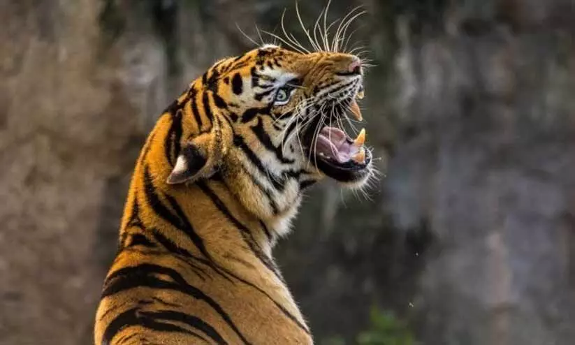 സ്കൂ​ട്ട​റി​ൽ സ​ഞ്ച​രി​ച്ച യു​വ​തി​യെ പു​ലി ആ​ക്ര​മി​ച്ചു