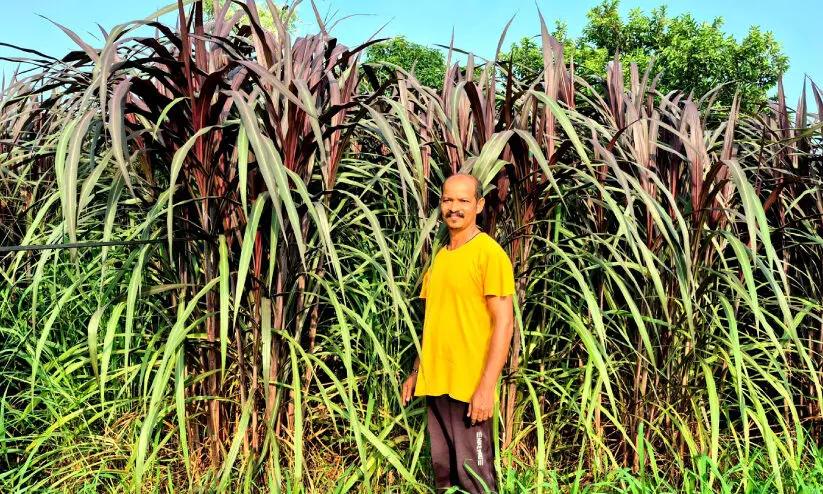 റെഡ് നേപ്പിയർ; തീറ്റപ്പുൽത്തോട്ടത്തിലെ പുതുതാരം റെഡ് നേപ്പിയർ; തീറ്റപ്പുൽത്തോട്ടത്തിലെ പുതുതാരം