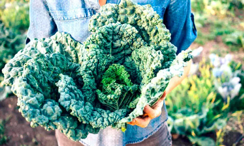 കെയ്ൽ ചീര വീട്ടിലും വളർത്തിയെടുക്കാം കെയ്ൽ ചീര വീട്ടിലും വളർത്തിയെടുക്കാം