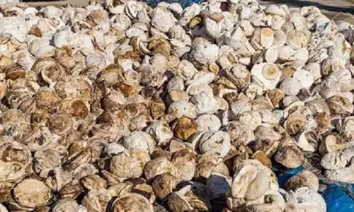 കമ്പനികൾ ഒത്തുകളിച്ചു; ഒട്ടുപാൽ വില കുത്തനെ ഇടിഞ്ഞു കമ്പനികൾ ഒത്തുകളിച്ചു; ഒട്ടുപാൽ വില കുത്തനെ ഇടിഞ്ഞു