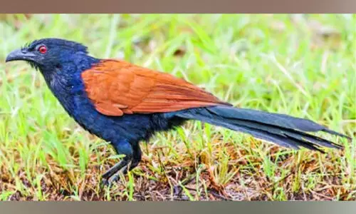 സംസ്ഥാനത്ത്​ ചെമ്പോത്തുകൾ കുറയുന്നു