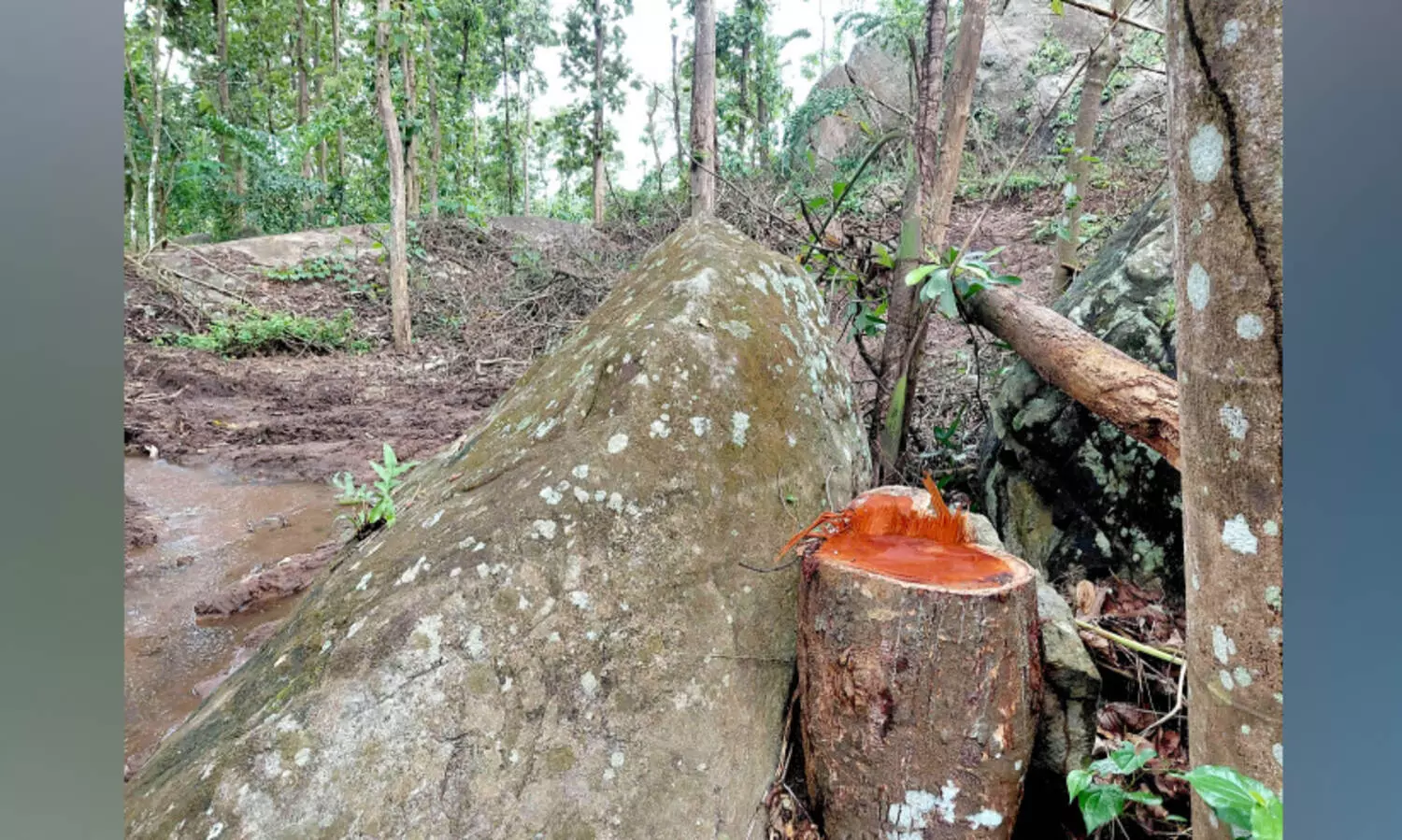 റവന്യൂ ഭൂമിയിൽ നിന്നും മരങ്ങൾ മുറിച്ചുകടത്തി