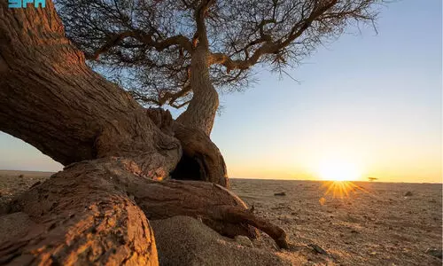 ഉംലുജിലെ തീരപ്രദേശങ്ങളിൽ അലങ്കാരമായി അക്കേഷ്യ മരങ്ങൾ ഉംലുജിലെ തീരപ്രദേശങ്ങളിൽ അലങ്കാരമായി അക്കേഷ്യ മരങ്ങൾ